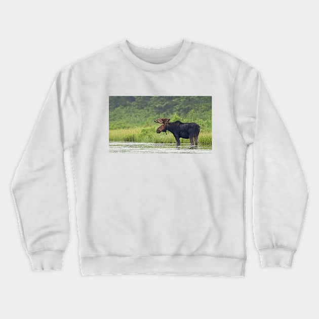 Bull Moose - Algonquin Park, Canada Crewneck Sweatshirt by Jim Cumming